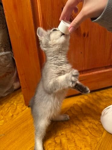 немецкий дог: Самец, В добрые руки, Платная доставка, Доставка в районы, Самовывоз — 2