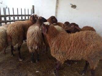 Коровы, быки: Elan başlığı: 7 boğaz qoyun satılır Təsvir: - 7 ədəd boğaz (hamilə) — 5