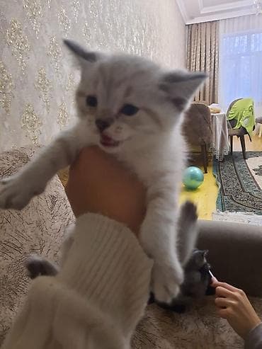 pişim: Britan — 3