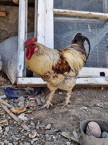 inek alqi satqisi: Məhsul: Erkək toyuq (xoruz) Təsvir: - İri cüssəli, güclü bədən — 2