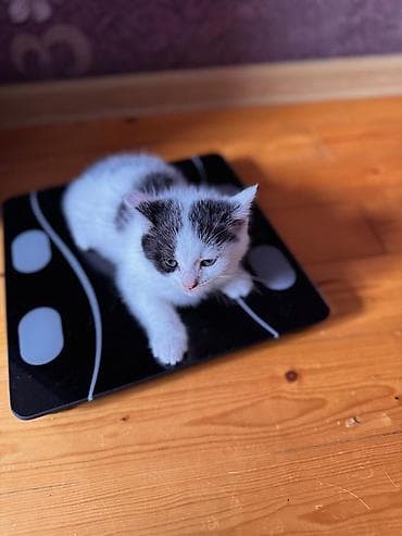 pişik cantası: Şotland yastı qulaq — 5