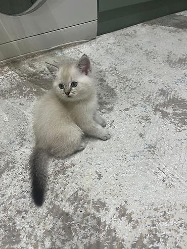 erkek pişik: Məhsul: Gözəl pişik balası - Rəng: açıq krem rəngli tüklər, qulaq — 3