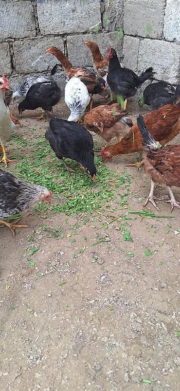 Toyuq cücələri, Damazlıq, Ödənişli çatdırılma