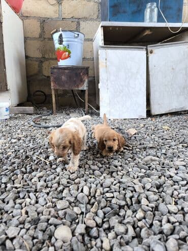 setter it cinsinin digər adı: Koker spaniyel, 4 ay — 4