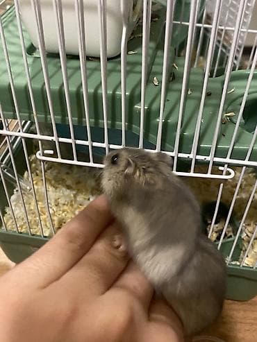 Heyvanlar üçün mallar: 2 hamster 2 yuva satilir hamsterlerin biri boz biri ağ remgdedir — 3