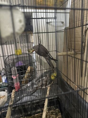 Salam quslar cavan quslardir cutdur tek satilmir. Her ilisine aitdir lalafo.az -da Salam quslar cavan quslardir cutdur tek satilmir. Her ilisine aitdir