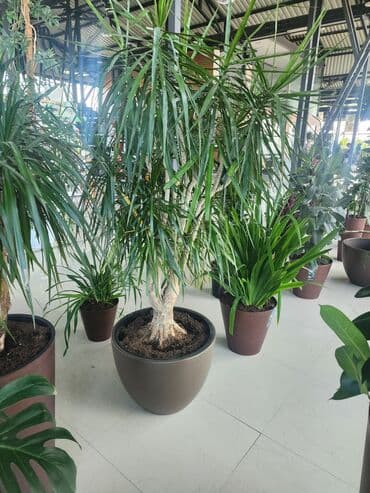 dəmir tikanı bitkisi: Dibçək 140
Bitgi 650 — 1