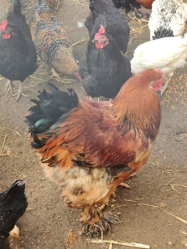 Akvariumlar: Xoruz, Brama, il: <1, Ünvandan götürmə — 6