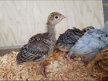 kanareyka satiram: 1 həfdəlik yerli hinduşka balaları satılır tam sağlamdılar isdəyən — 2