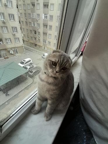 erkək danalar: Вязка.кот.8-9 мес.Хырдалан — 7