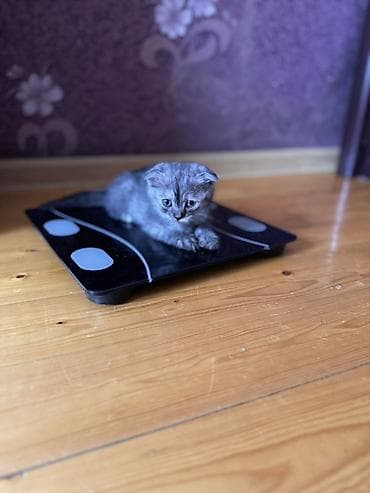 pişiy adları: Şotland, Dişi, Erkək, Yaxşı əllərə, Ödənişli çatdırılma — 2