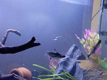 teze bazar akvarium: Dördbucaq akvarium, Balıqlarla birlikdə, 300 l — 3