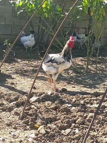 dana qiyməti xacmaz: Tam sağlam kənd heyvanlari xoruzlar 15 də var 20 ye də hinduşkalar — 4