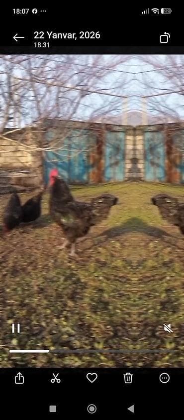 Avstrolop yumrtası 0.80 qəpik ünvan Şəki. bu sort həm ətliy həm at lalafo.az Avstrolop yumrtası 0.80 qəpik ünvan Şəki. bu sort həm ətliy həm