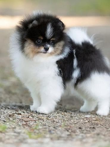 Собаки: Пекинес, 2 месяца, С родословной — 1