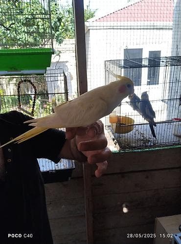 el meymunu: Korella Lusi Əl quşu Əldə semicka cirtlayir erkeydi — 4