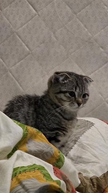 Gəmiricilər: Şotland yastı qulaq — 2