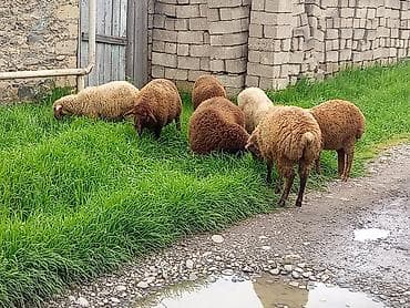 Quzular xacmazdadi 7 əddəddi 5 dişi 2 ərkey 2ay arpada olan quzlardi