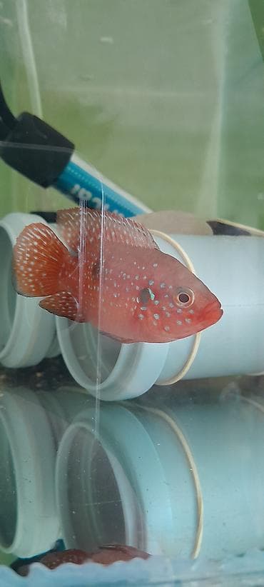 akvarium baliqi: Cixlid balığı — 1