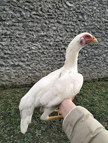 Atlar: Toyuq cücələri, Damazlıq — 5