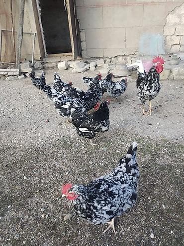 Heyvanlar üçün mallar: Toyuq, Damazlıq, Ödənişli çatdırılma — 3