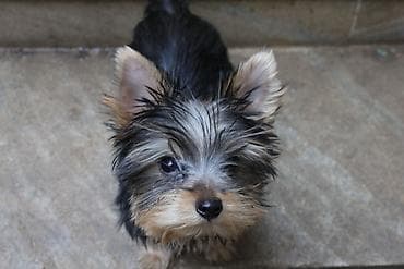 ev pisikleri satisi: Yorkşir teryer, 6 ay, Erkek — 1