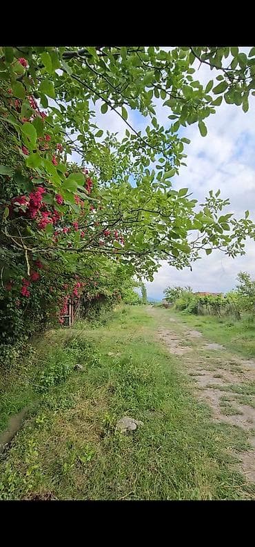 8 sot, Kupça (Çıxarış)