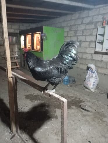 gence toyuq cuce: 7 ayliq bece — 1