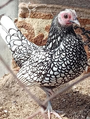 qus yuvası: Toyuq, Yumurtalıq — 2