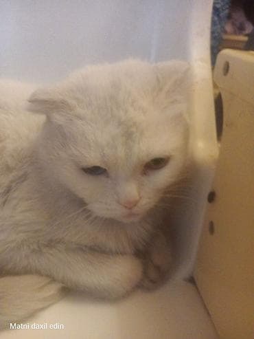 Heyvanlar üçün mallar: Şotland yastı qulaq, Yaxşı əllərə — 1