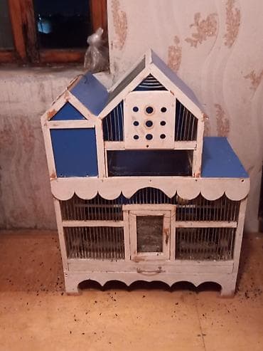 Зоотовары: Evi ile birlikde gotur hamisi 100manat 2si erkekdi sari yanindaki,oen — 2