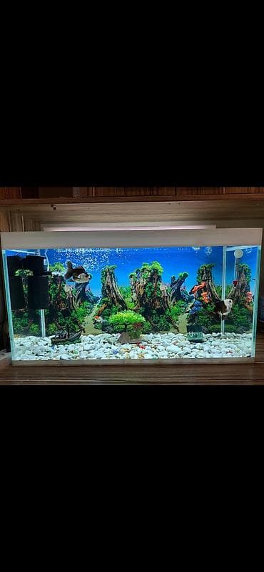 Akvarium və Balıqlar satılır yenidir akvariumun ölçüsü 75×45×40 - 4