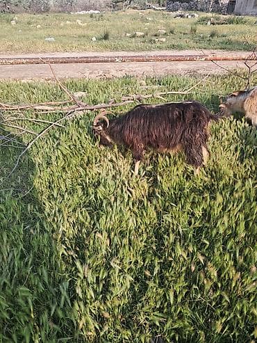 sudlu keci: Ana bala keci balasi erkeydi — 1