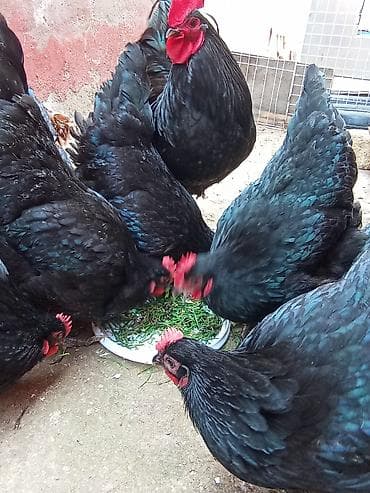 kürd toyuq: Toyuq, Australorp, Damazlıq — 9