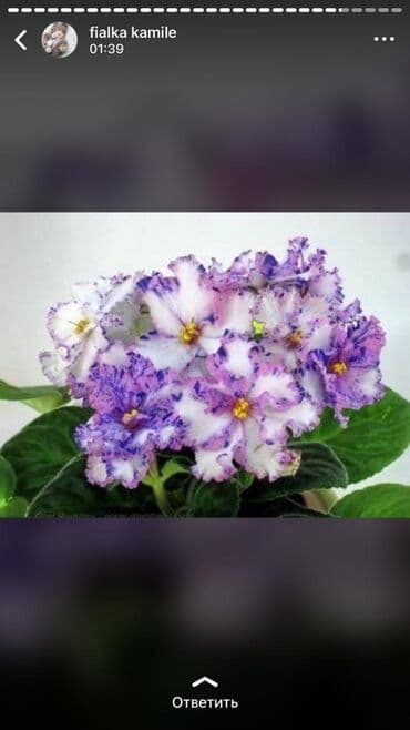 bənövşəyi gül şəkilləri: 5,6 m starter — 3