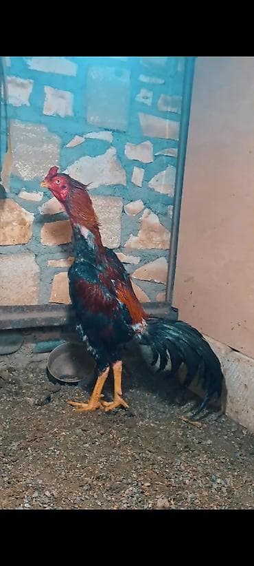 Salam 1 xoruz 2 fere esil damazliq heyvanlardi . xoruz 2 illikdi