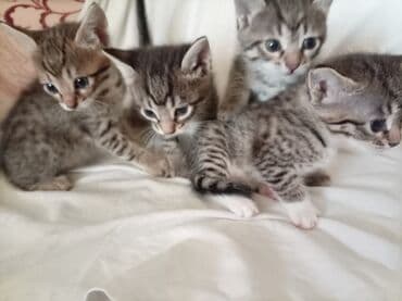 pişik balası satışı: Tabbi — 1