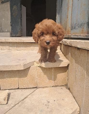 it: Pudel, 1 ay, Dişi — 2