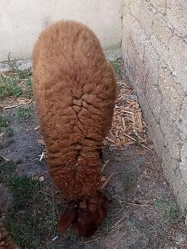 Qoyunlar, qoçlar: Qəhvəyi rəngli qoyun

1 Erkey 1 disi quzu satılır Erkey patdama kkokdu — 1