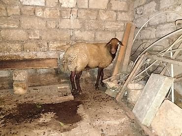 mal qoyun: Erkək, Qala, il: 1, 70 kq, Damazlıq, Ödənişli çatdırılma — 1