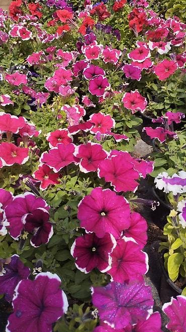 qab gulleri: Məhsul: Saksıda petuniya (Petunia) dekorativ çiçəklər Təsvir: - Rəng — 4