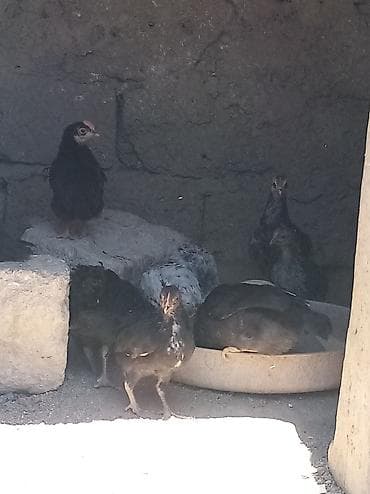 Cücələr: Toyuq cücələri, Damazlıq, Ünvandan götürmə — 2