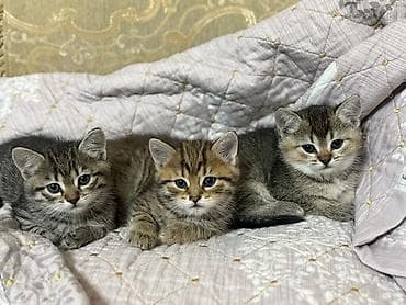 Digər heyvanlar: Britan — 2