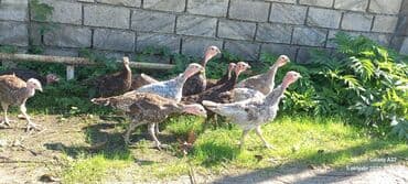 ingilis setter it cinsinin digər adı: Erkək, Damazlıq — 2