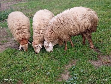 kreditle heyvan satisi: 3 dene Qoc satiram. Super Saqlam damazliq ve kesmeli qoclardi. Qiymet — 2