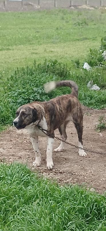 kaski itleri: Qurdbasar, 1 il, Dişi, Peyvəndli, Pulsuz çatdırılma — 3