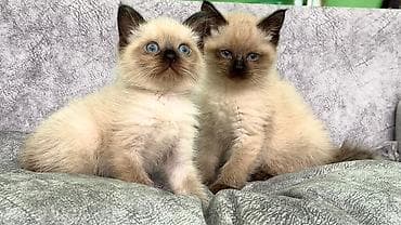 siam pişiyi: Siam, Pulsuz çatdırılma — 4