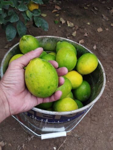 Tinglər: Məhsul: Şitil/bitki – limon ağacı (istixana şəraitində yetişdirilir) — 7
