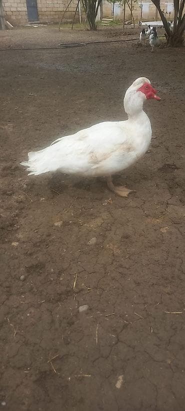 heyvan satisi tap az: Erkək, | Lal ördək, Damazlıq — 6