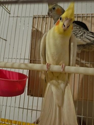 tutuquşu satışı: Məhsul: Nimfa tutuquşuları (Cockatiel) tutuquşu sevən real alıcilar — 2